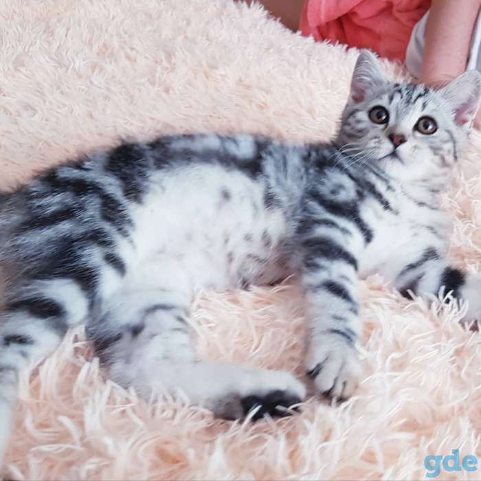 Щотланский котик., фотография 2