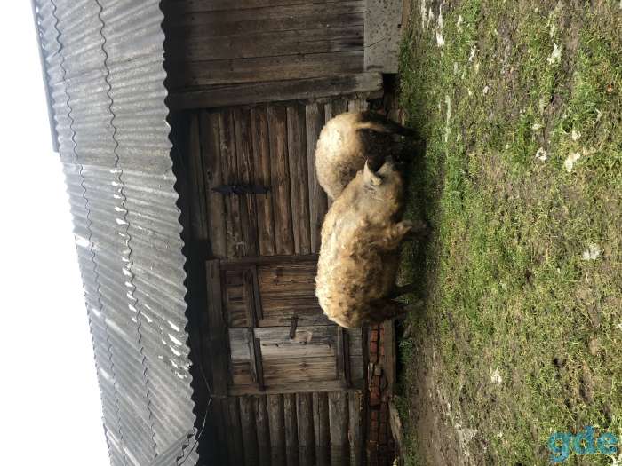 Продаю 2 поросных свинок венгерской мангалицы., фотография 4