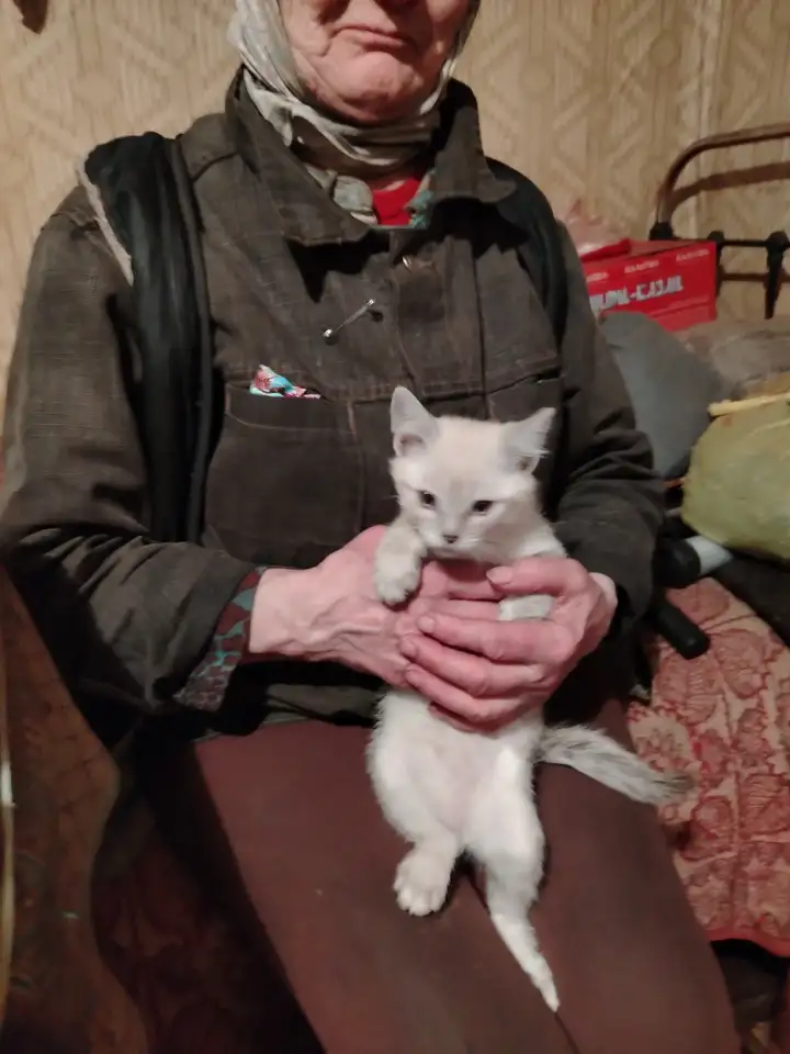 Отдам котят, фотография 4