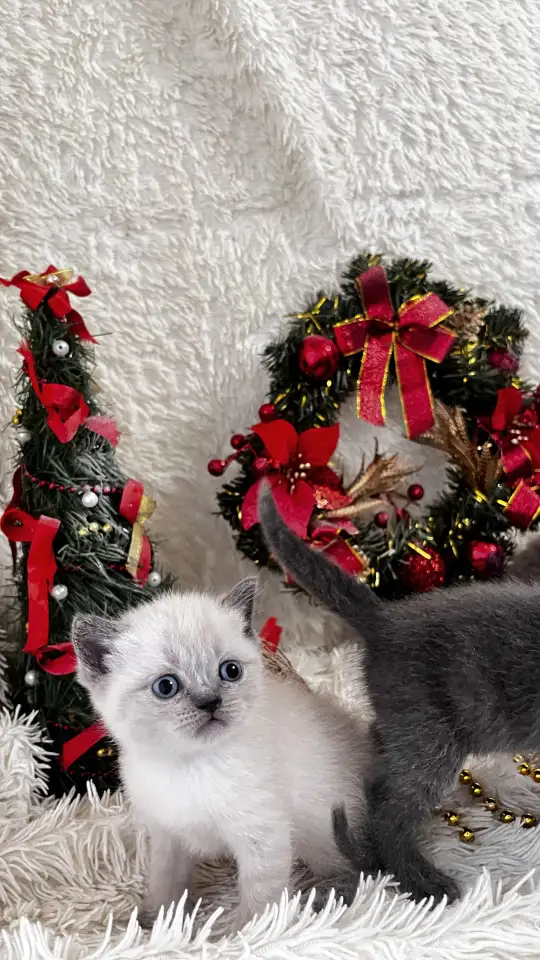Котята шотландские, фотография 5