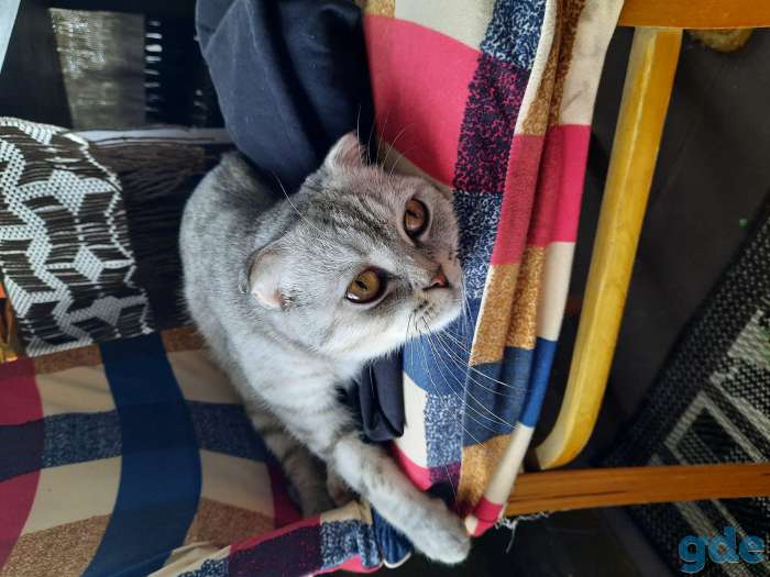 Шотландская кошечка, фотография 3
