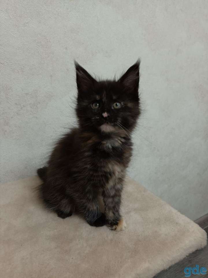 Продаю котёнка, фотография 3