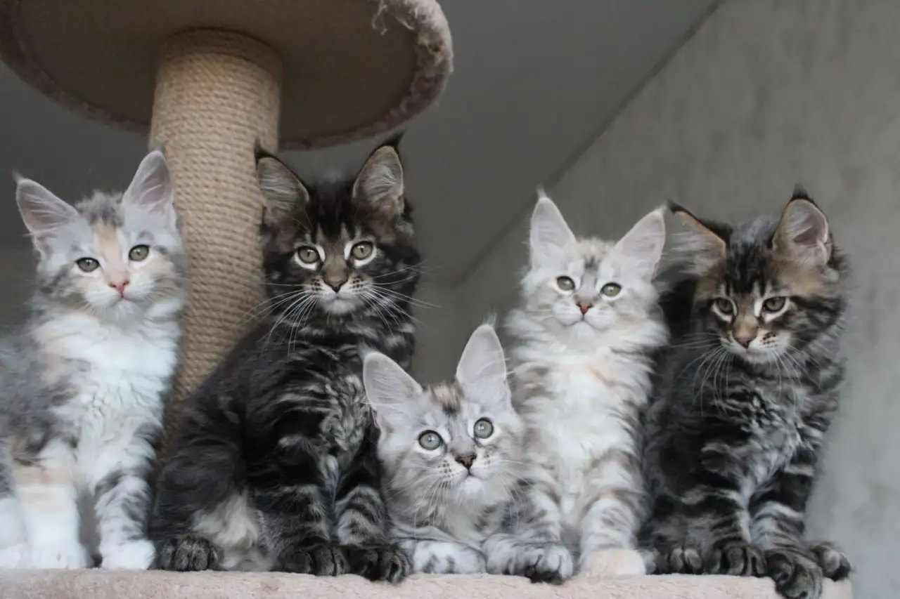 Котята мейн-кун!, фотография 3
