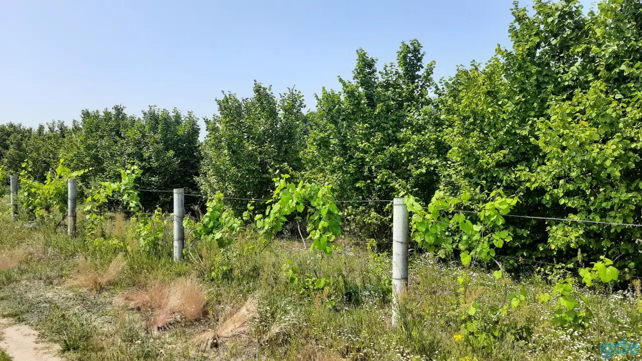 Сдам в аренду сад кустарников фундука, фотография 4
