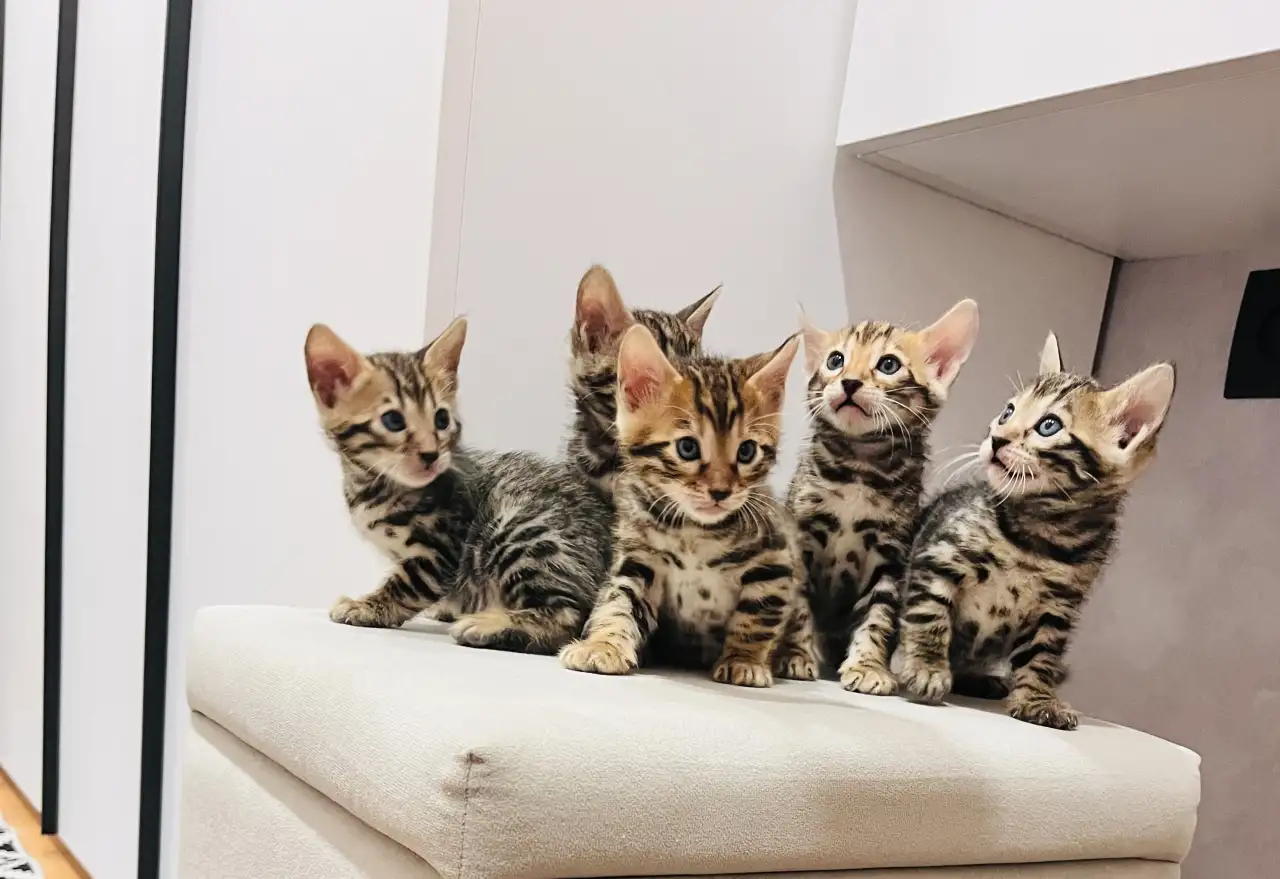 Бенгальские котята, фотография 1