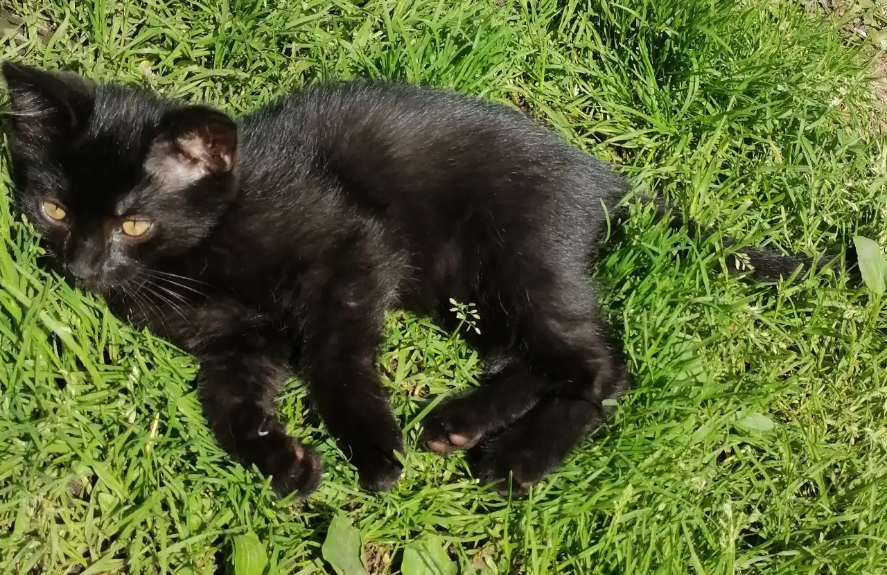 Котята ищут дом, фотография 6