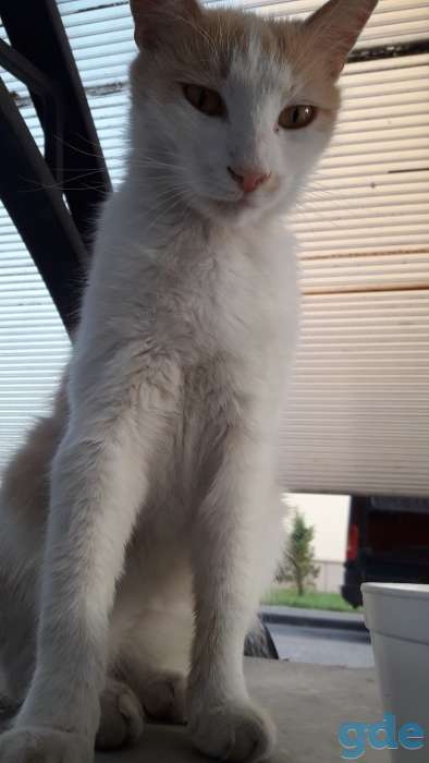 Срочно! Котик ищет дом. Его хозяйка умерла, а его выкинули на улицу, фотография 1
