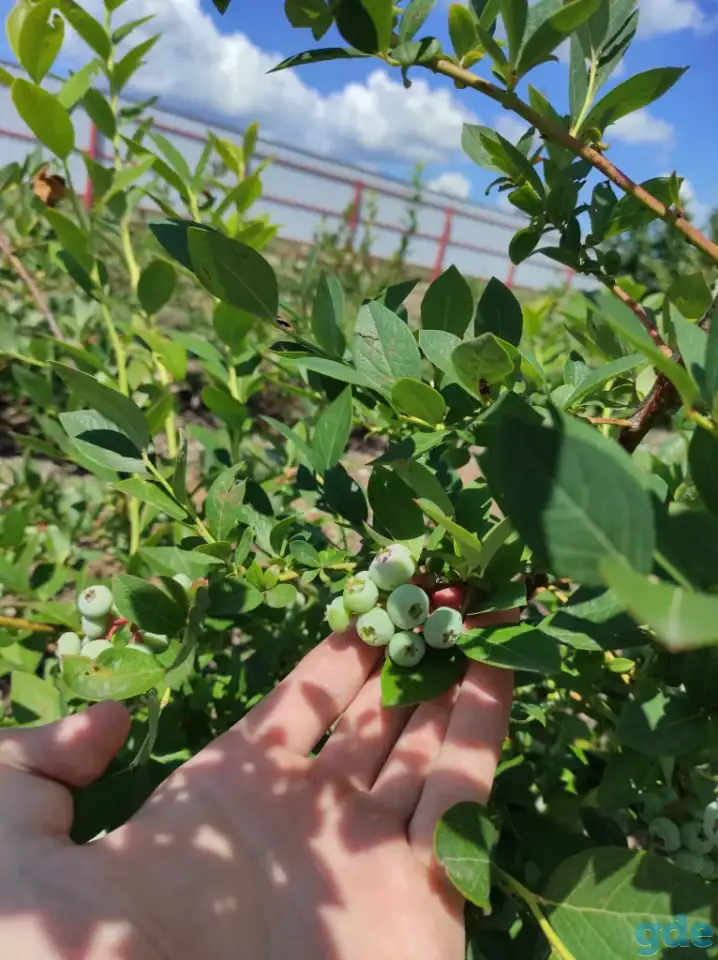 Продам саженцы голубики различных сортов в большом объеме, фотография 2