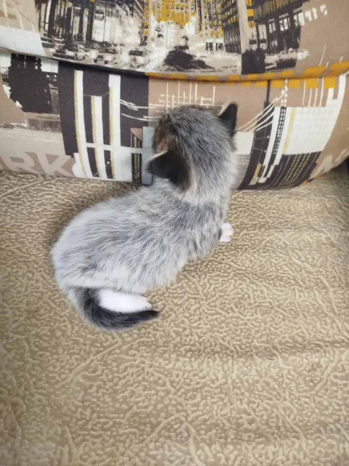 Котята мейн кун, фотография 15