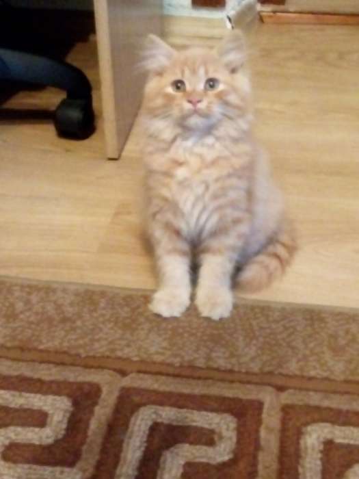 Отдам котят в хорошие руки, фотография 7