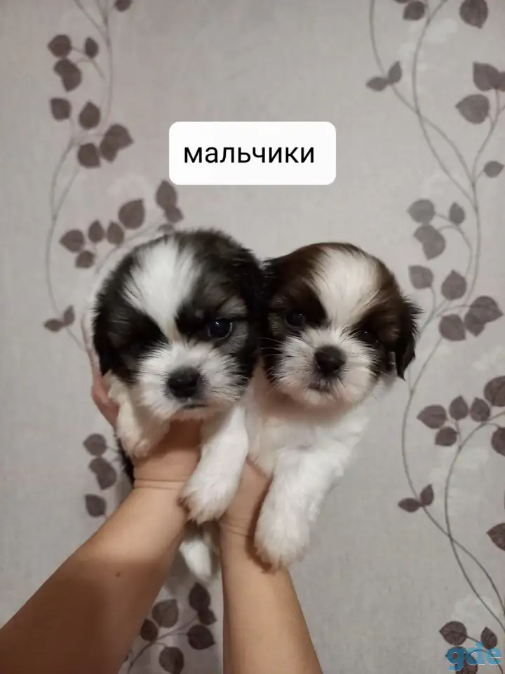 Продаются щенки ши тцу, фотография 2