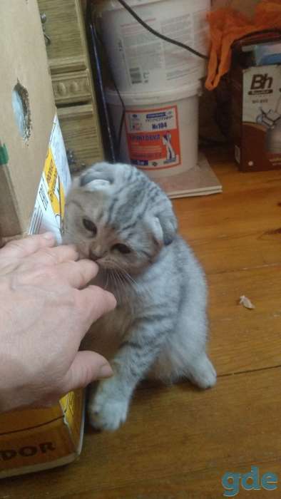 Шотландские котята вислоухие, фотография 2