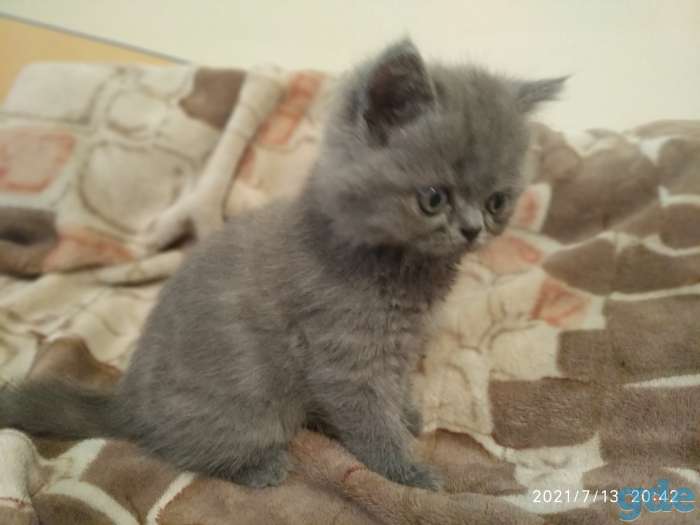 Котята британской породы, фотография 3