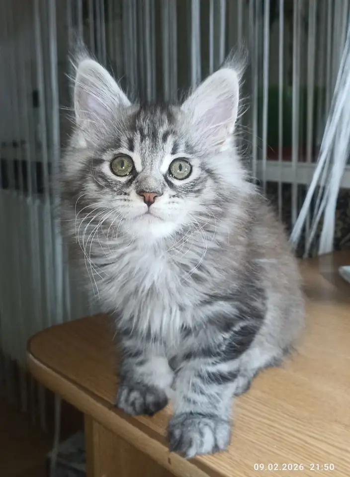 Котенок мей-кун, фотография 3