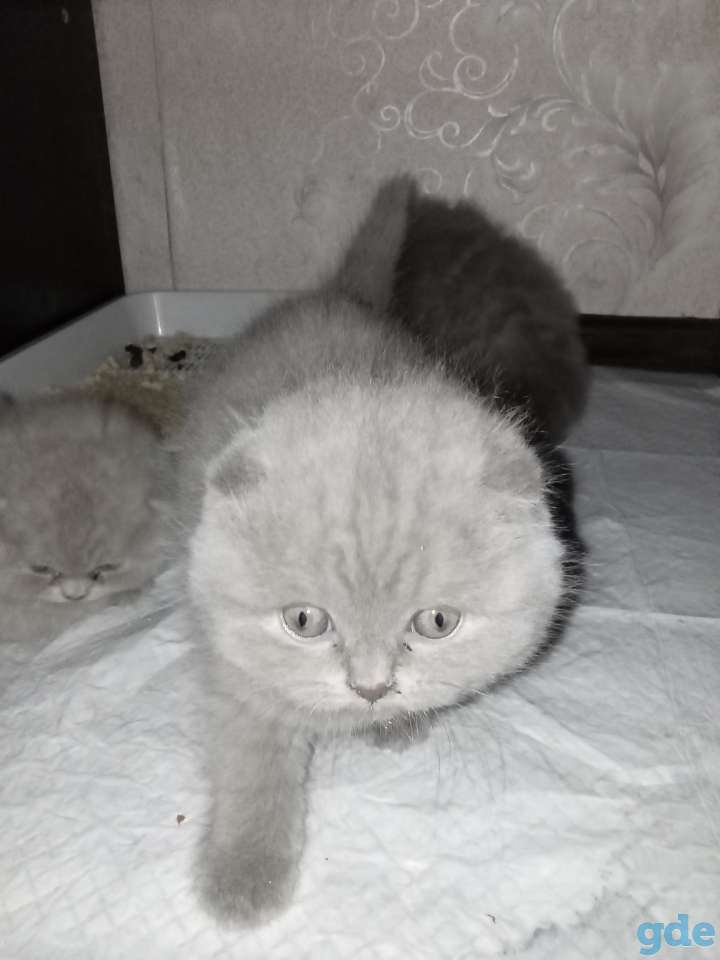 Шотландский котенок, фотография 8