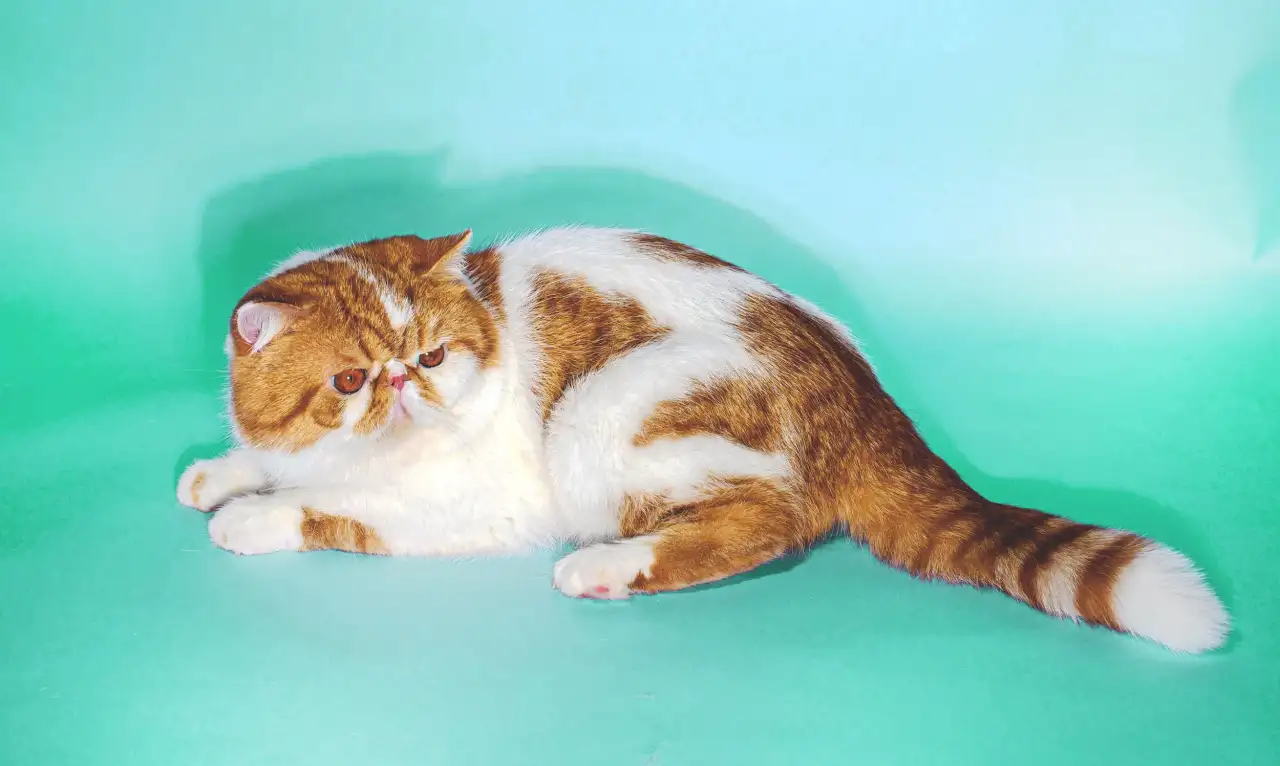 Экзотический кот Гарфилд. Даром., фотография 8