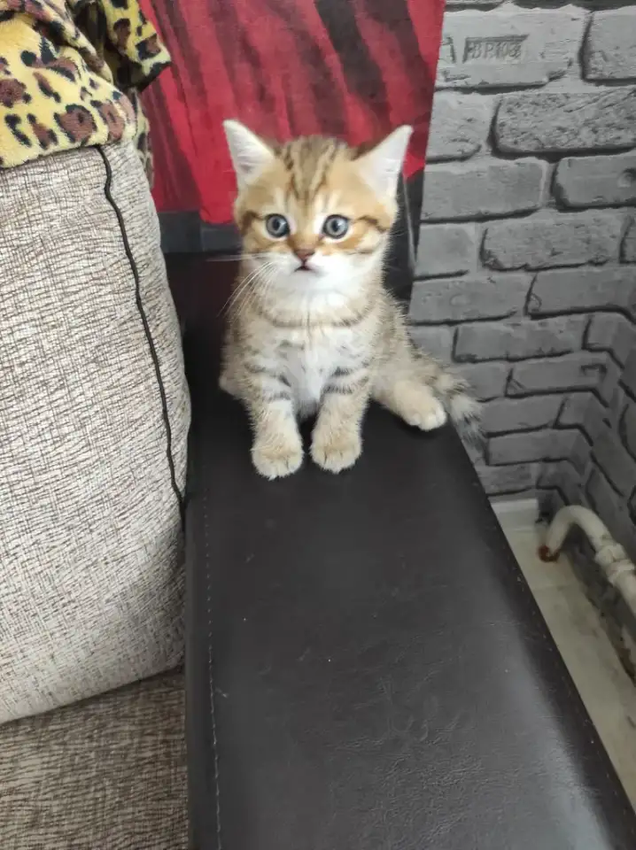 Продам котят, фотография 3