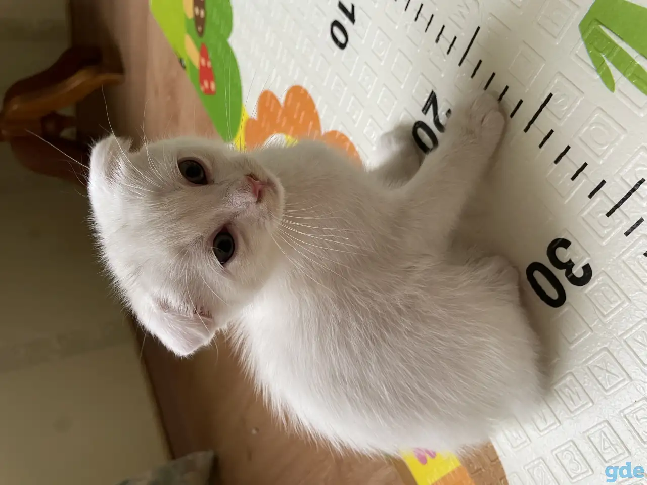 Британские котята, фотография 3