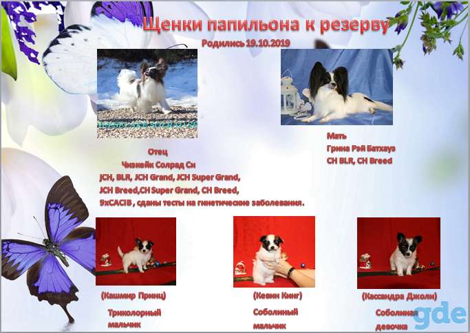 Щенки папильона от родителей-чемпионов шведско-немецких кровей, фотография 1