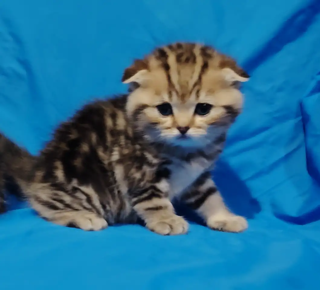 Котята кот и кошка., фотография 2