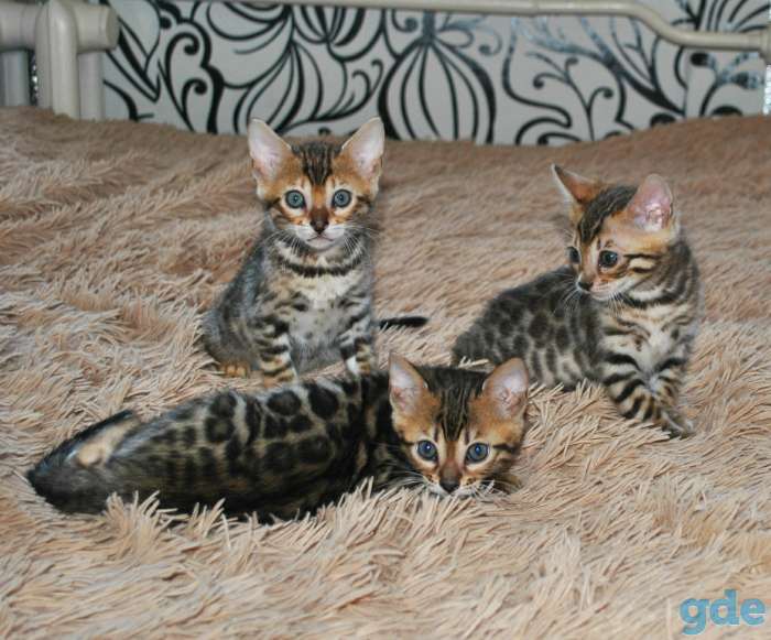 Бенгальские кошечкт, фотография 5