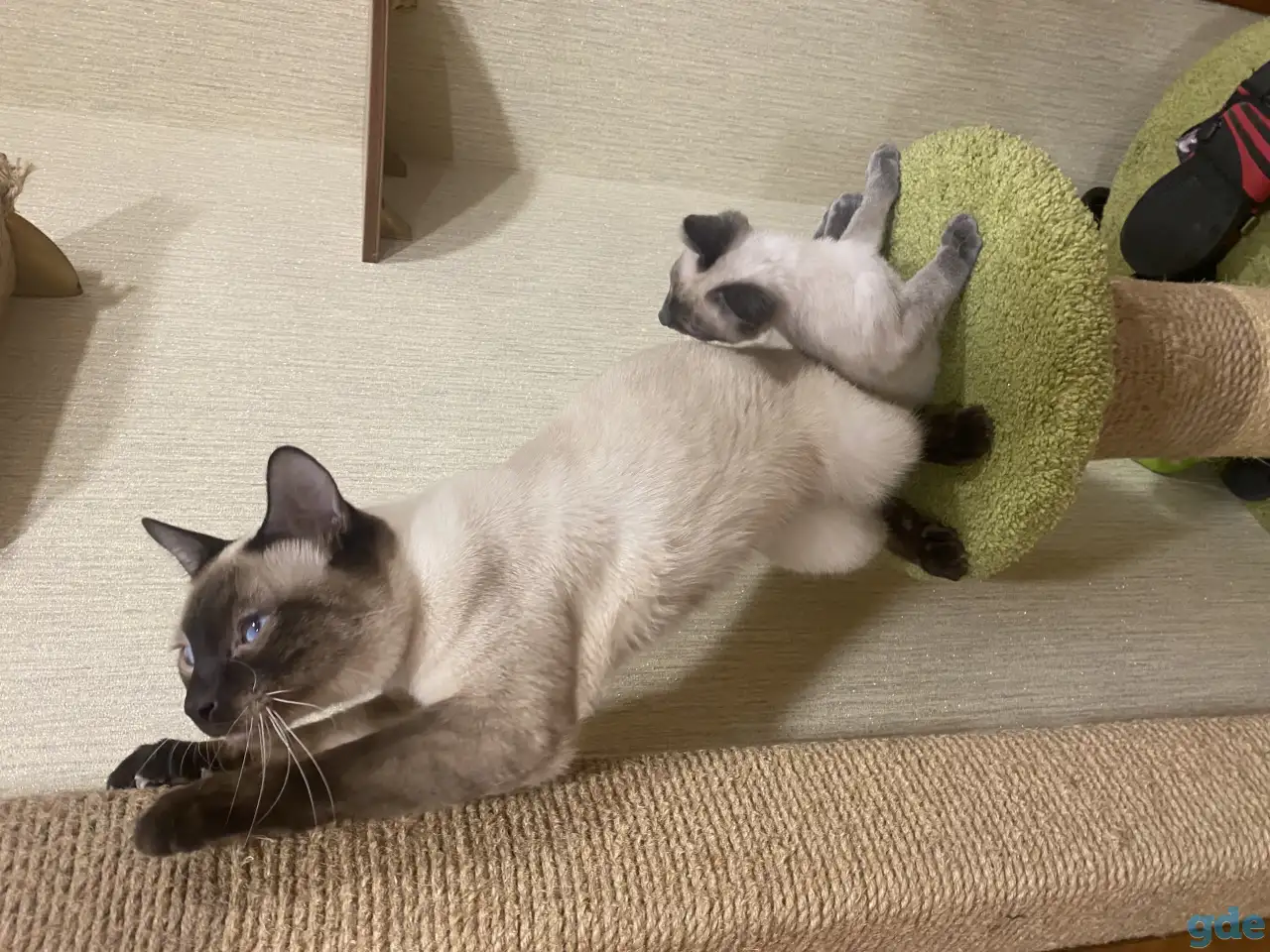 Котята Меконгский бобтейл, фотография 4