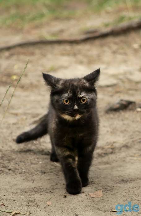 Британский котенок дымчатого окраса, фотография 5