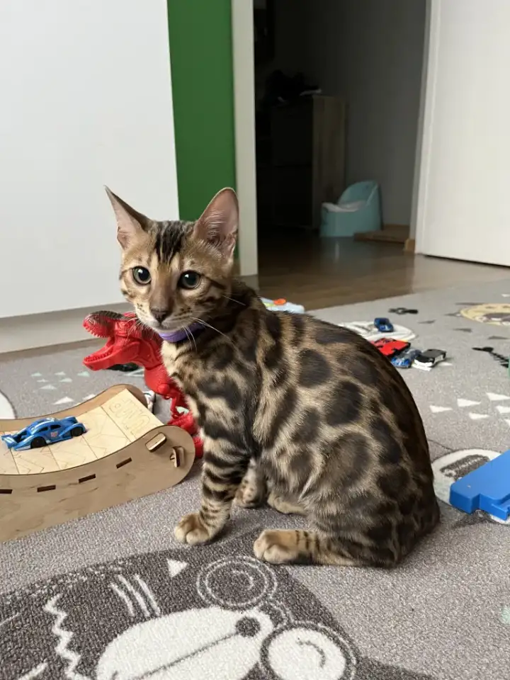 Бенгальский котенок. Мальчик, фотография 2