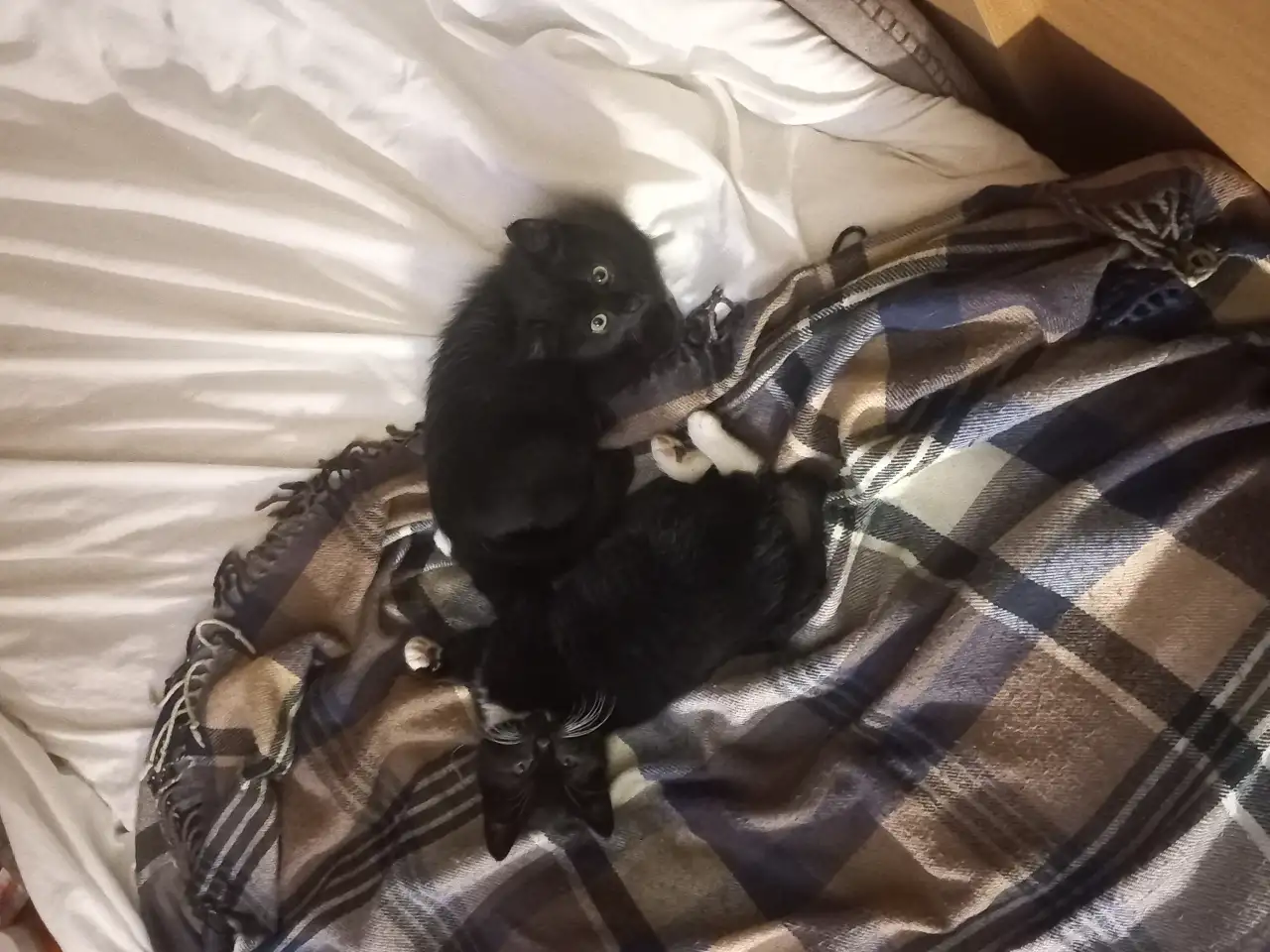 Котята, мальчики, фотография 10