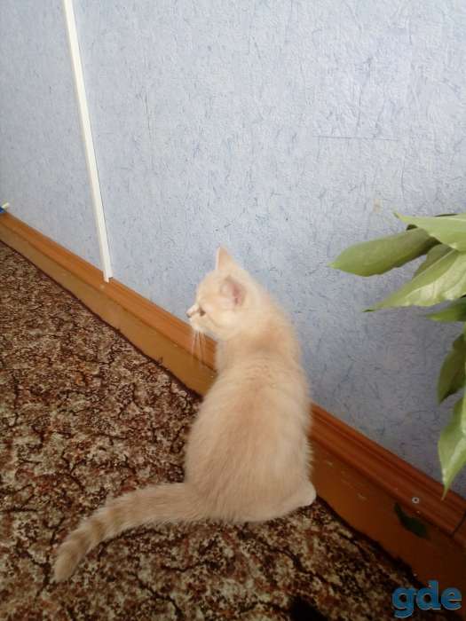 скоттиш-страйт, фотография 4