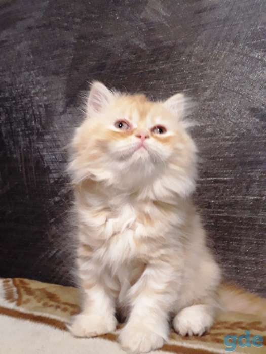 Британские котята, фотография 2