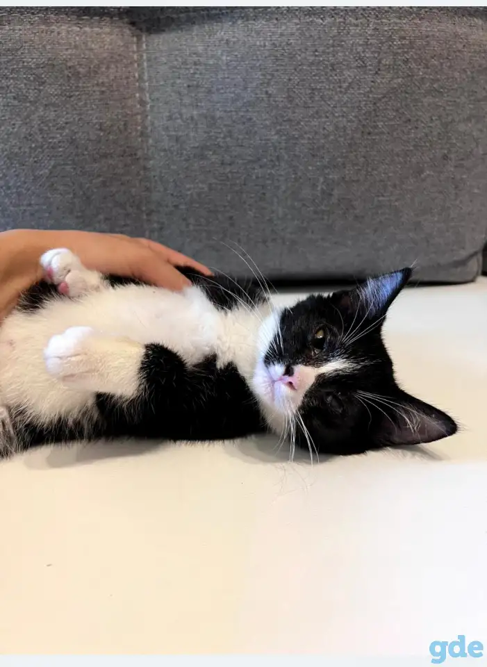 Котята в дар, фотография 3
