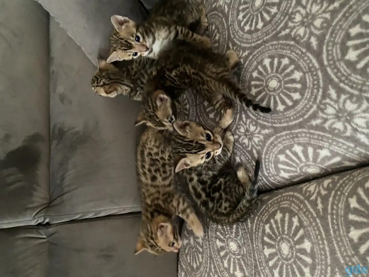 Бенгальские котята, фотография 3