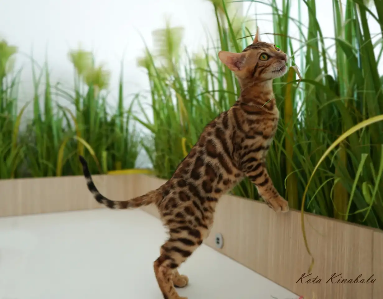 Бенгальские клубные котята, фотография 6