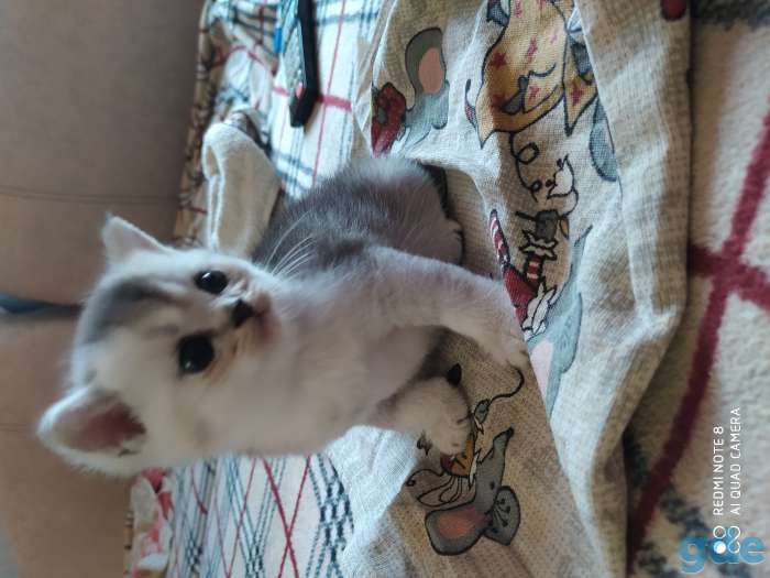 Шотландские котята, фотография 2
