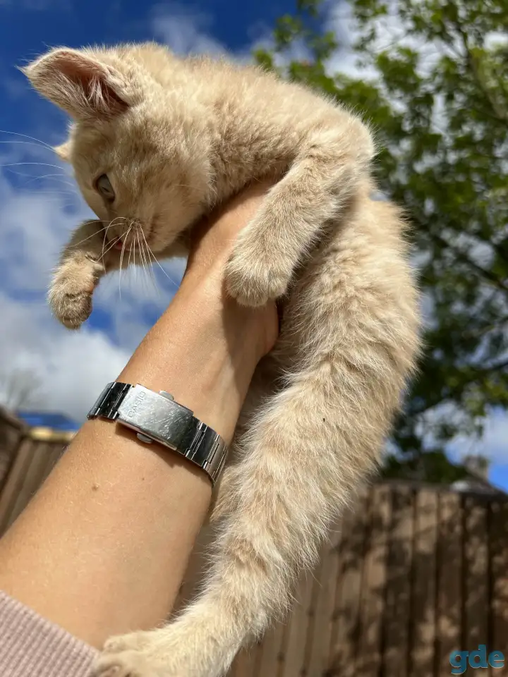 Котёнок (1 мес) в дар, фотография 4