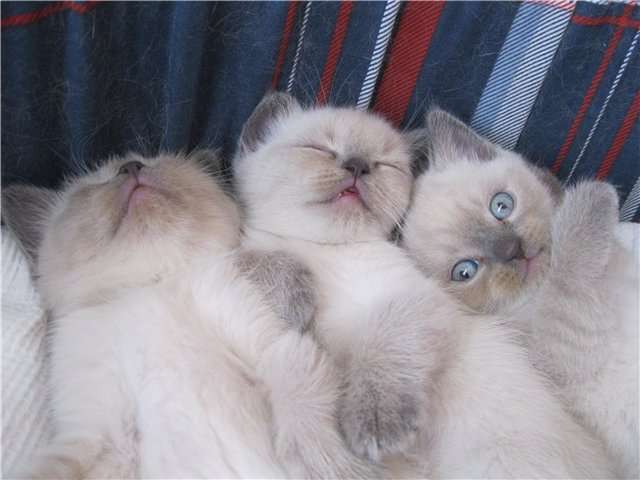 Британские котята редкого окраса поинт блю, фотография 1