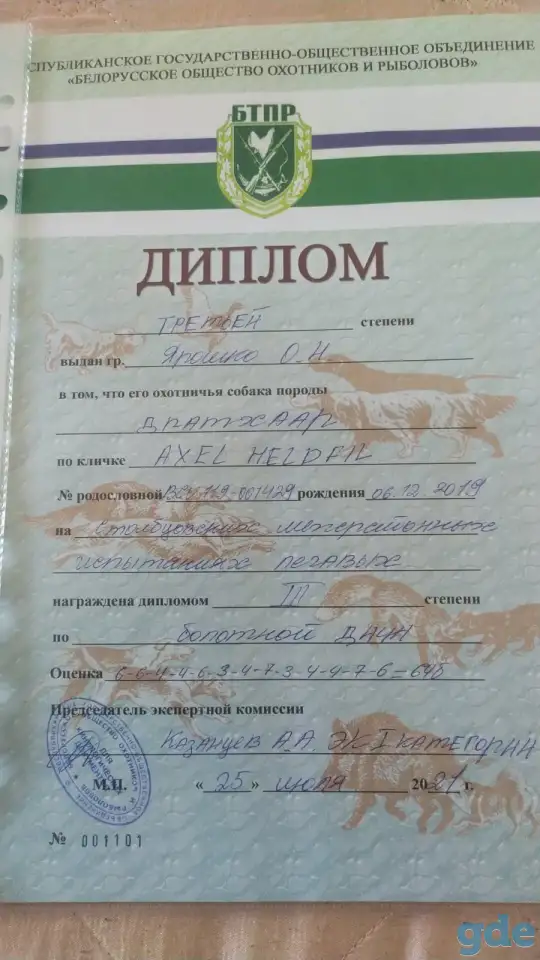 Щенки дратхаара, фотография 6