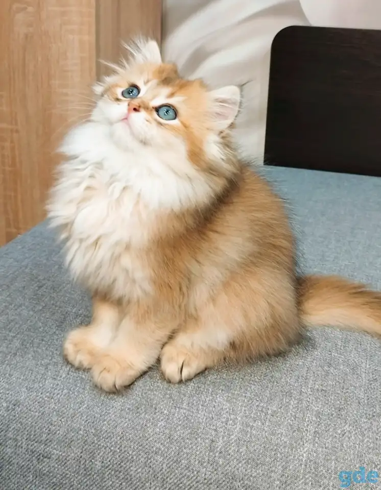 Шотландский мальчик, фотография 8