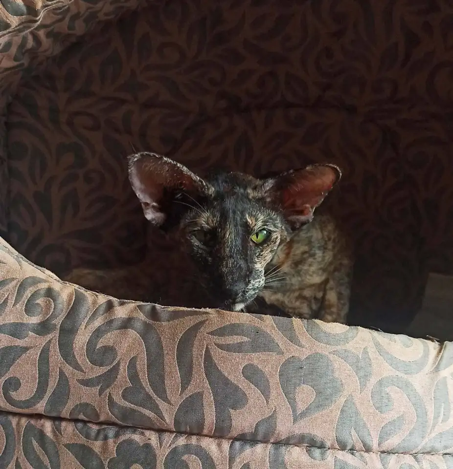 Ориентальные коты, фотография 4