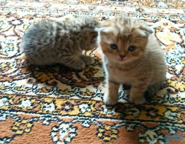 Продажа котят, фотография 5