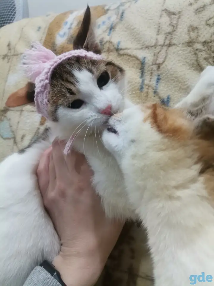 Отдам в добрые руки, фотография 12