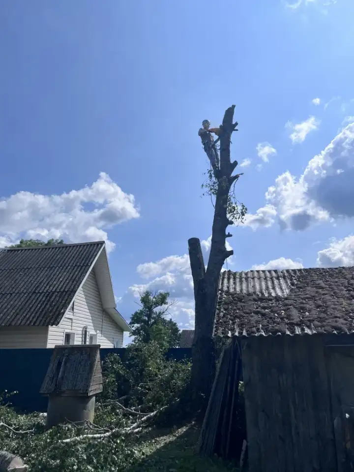 Ищу работу, спил аварийных деревьев, фотография 2