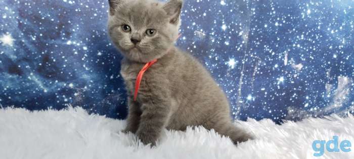 Шотландская кошечка, фотография 7