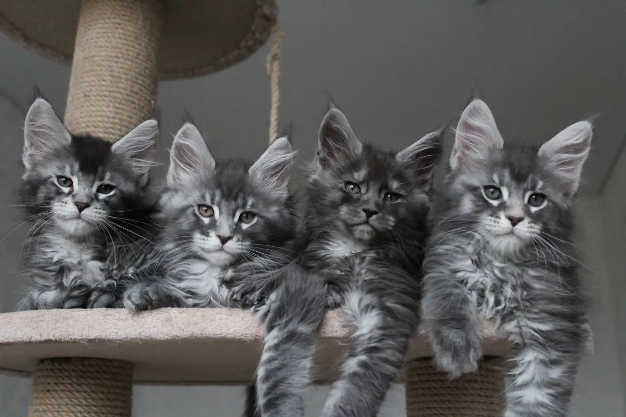 Котята мейн кун!, фотография 3