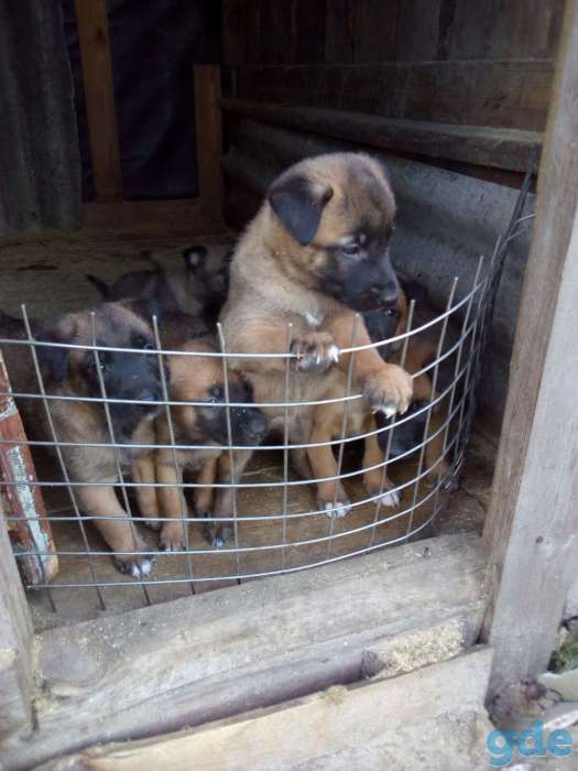 Продаются щенки Бельгийской овчарки., фотография 1