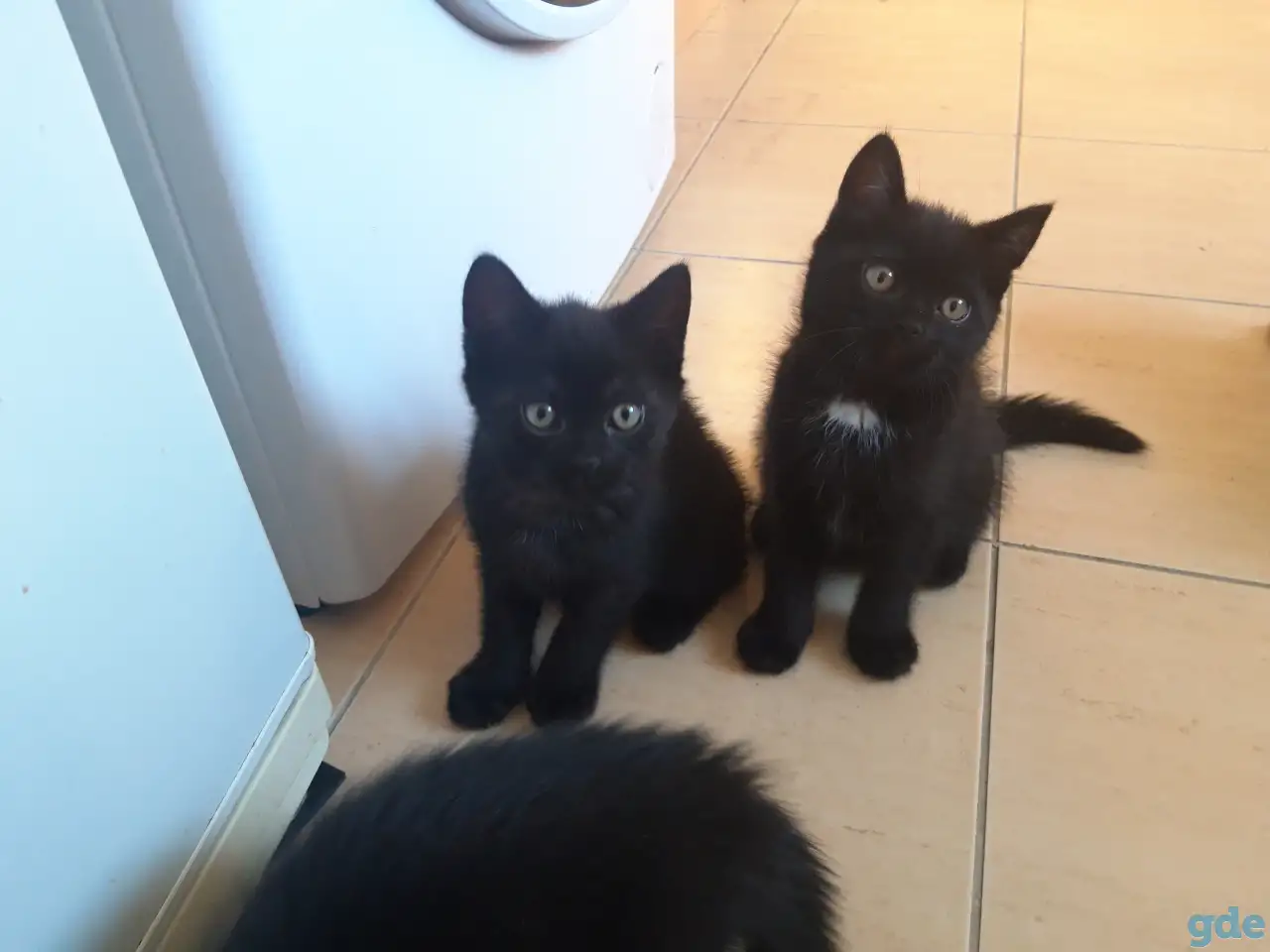 Котёнок в добрые руки, фотография 2