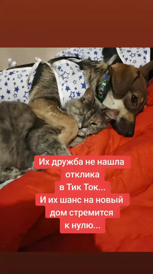 В добрые руки. Возьмите друзей !, фотография 1