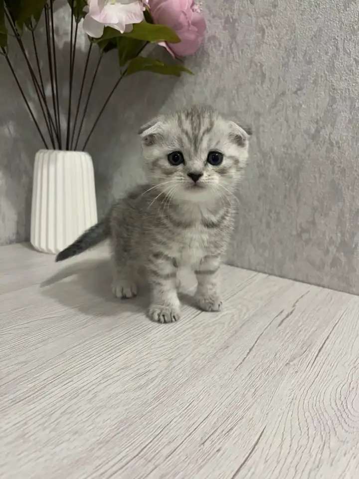 Шотландские котята, фотография 3