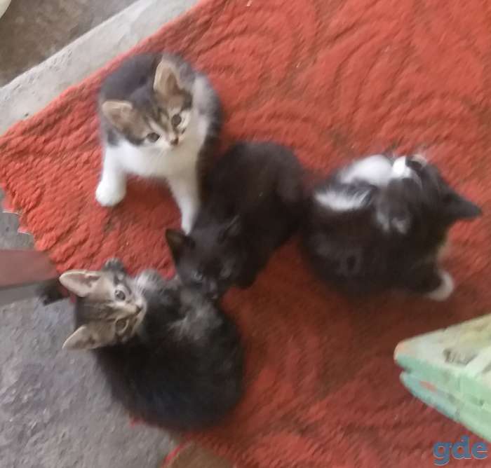 Котята в добрые руки!, фотография 1